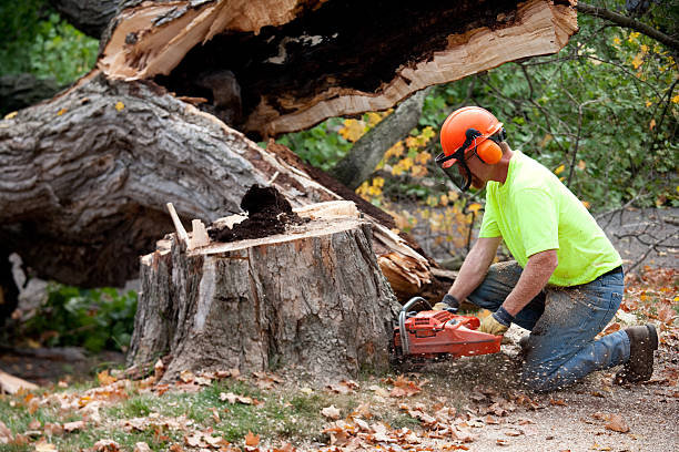 Best Hazardous Tree Removal  in Kahaluu Keauhou, HI