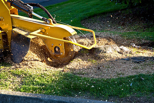 Best Storm Damage Tree Cleanup  in Kahaluu Keauhou, HI