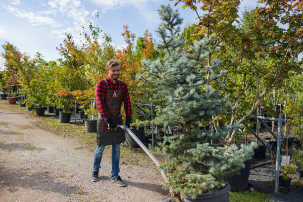 Best Tree Maintenance Programs  in Kahaluu Keauhou, HI